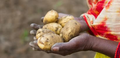 Hands holding potatoes