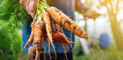 Hand holding carrots
