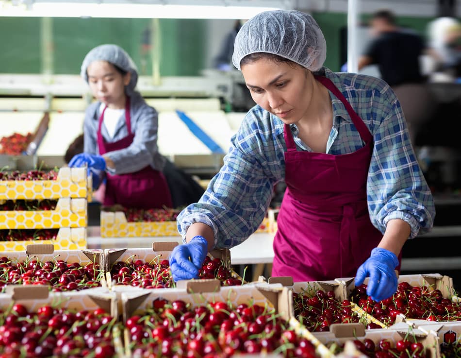 How end-to-end line solutions for cherry packhouses are improving  efficiencies and profitability